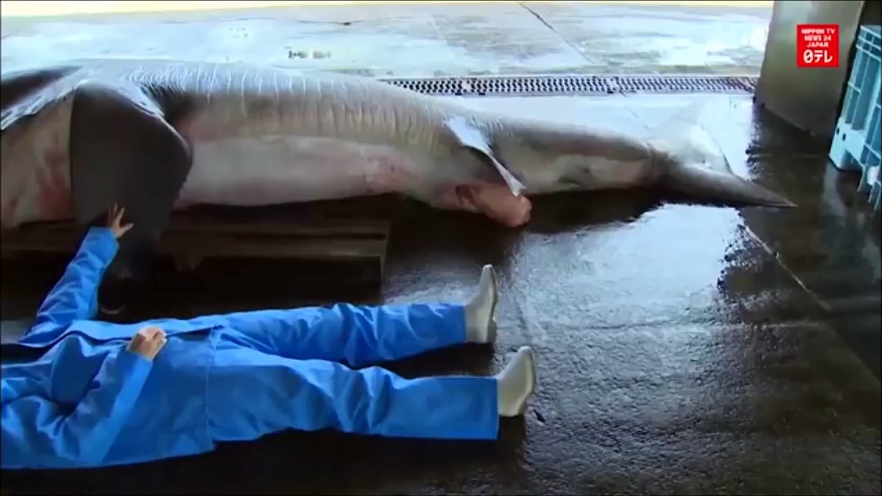 Un rarissime requin grande-gueule a été capturé au Japon