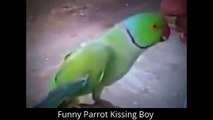 Funny Parrot Kissing Boy