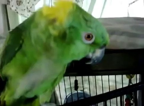 Il filme son perroquet et commence à chanter... Mais lorsque l'oiseau se met à l'imiter, c'est surprenant !
