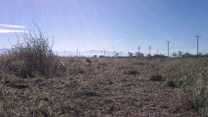 Elite Falconry Trapping Prairie Falcon w  Ring Padam