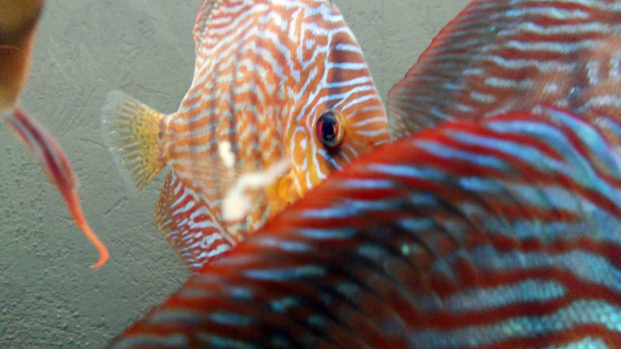 discus malade