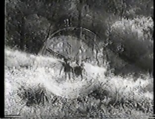 The Adventures of Rin Tin Tin @ 03 Rin Tin Tin in the Flaming Forest