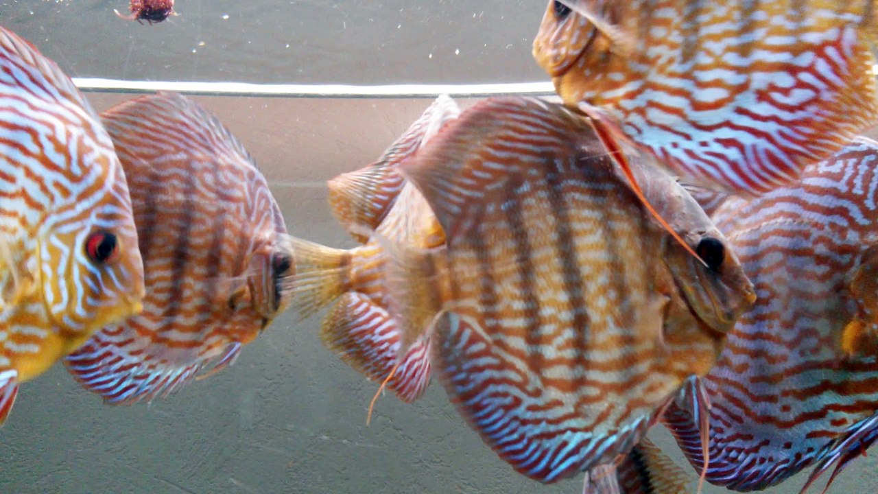 discus malade