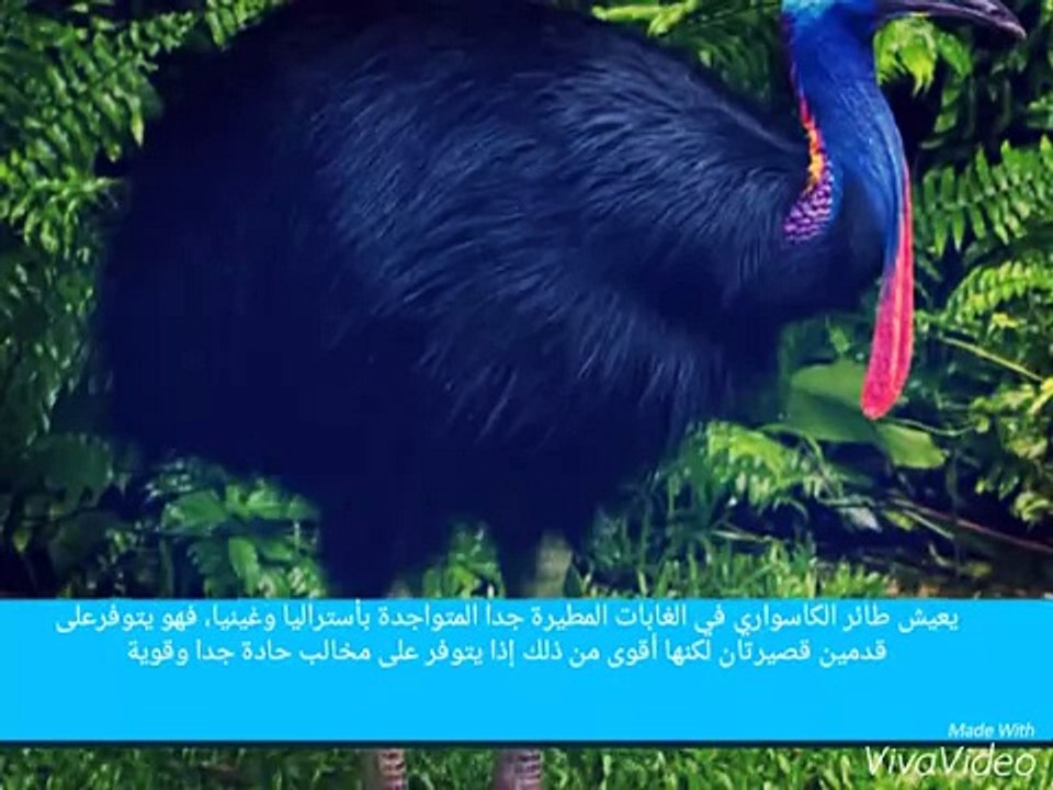 تعرف على اخطر طائر في العالم ؟؟