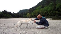 Couper les griffes avec collaboration de la part du chien / Nail clipping with dog's collaboration