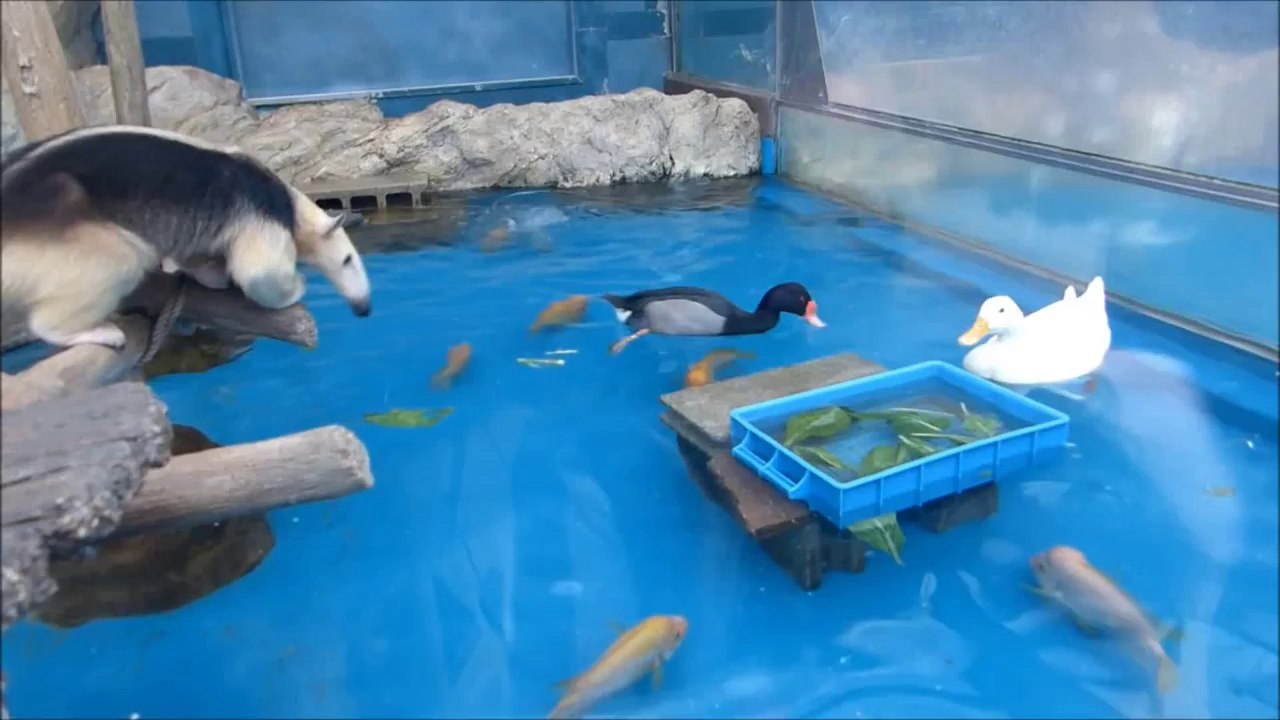 Curious Anteater