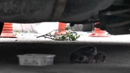 Kayseri'de Kedi Kurtarma Operasyonu