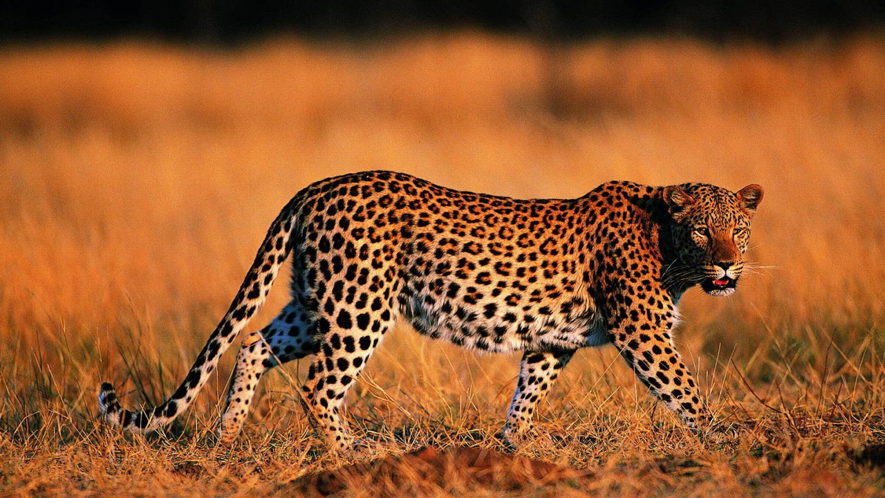 Unbelievable Leopard Hesitates Before Taking Out An Impala Lamb At Birth