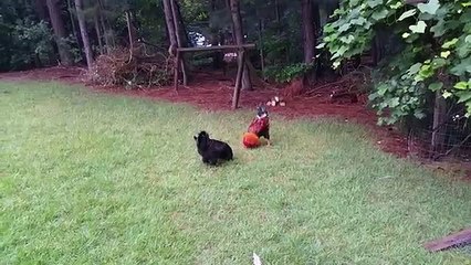 Turkey Police Stops Rooster Fight