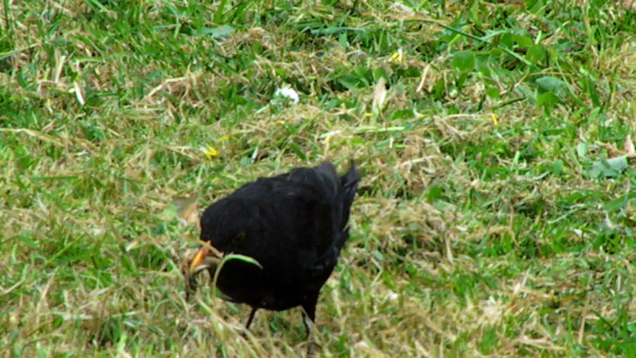 Le merle chez Elliot le boxer!