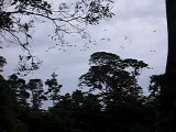 Macaws and Parakeets