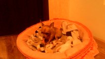 Chihuahua Puppy Growls