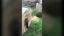 Wood cutter chops down tree and is terrified by the living thing he finds inside