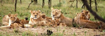 Pride of Lions Versus Hyenas