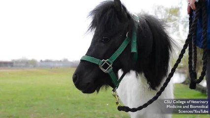 Miniature Pony Gets Prosthetic Leg To Save His Life