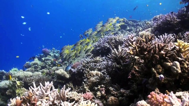 Message de Ségolène Royal diffusé lors de l'événement Finance et Climat aux Nations Unies