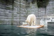 Polar Bear / Eisbär Anori Zoo Wuppertal