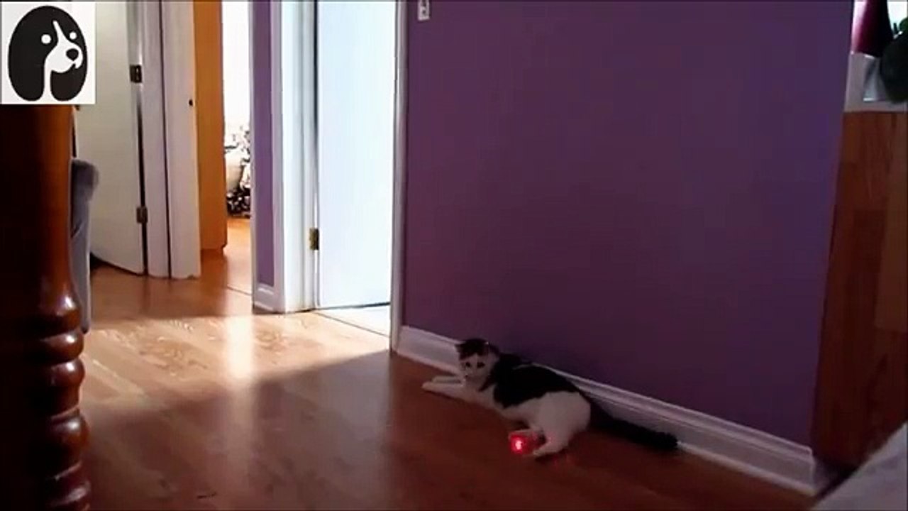 【猫おもしろ】おもしろ猫VSレーザーポインター動画集　～可愛い猫たちまとめ～