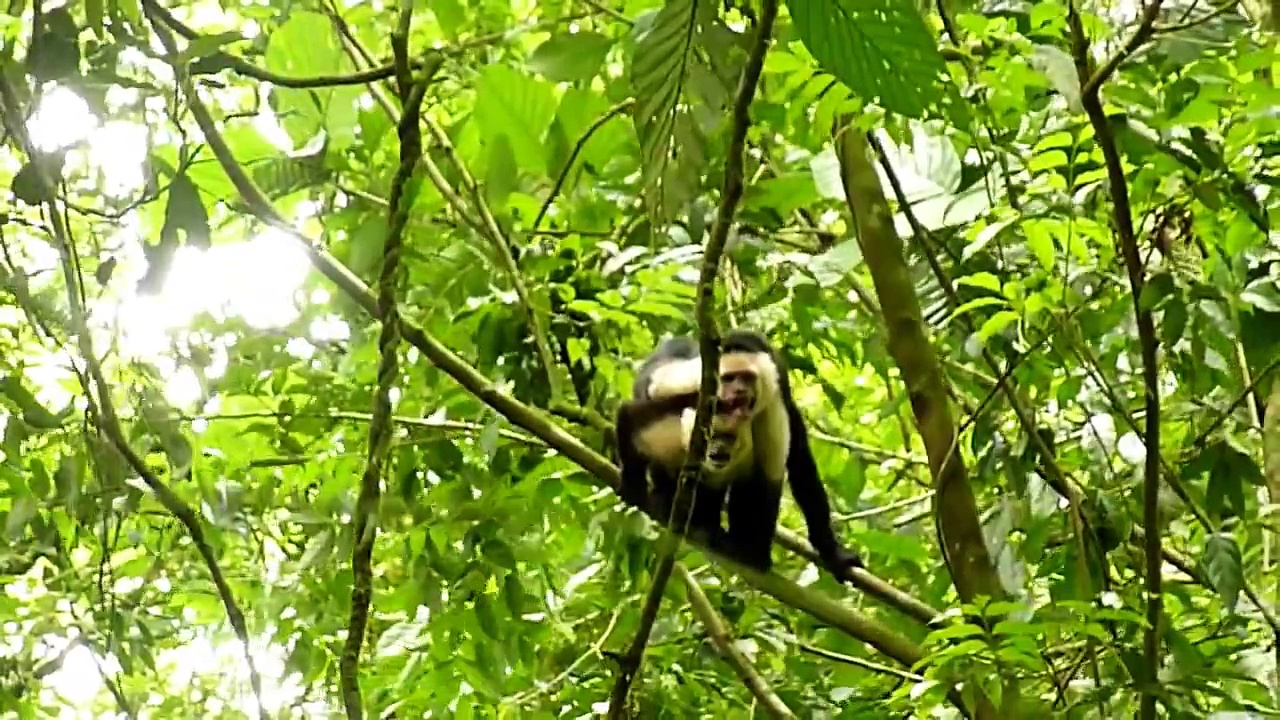 White faced capuchins