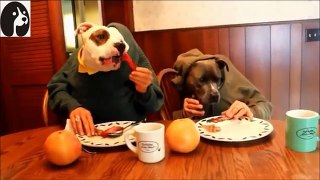 【犬人間仲良し】『人間の手でご飯を食べる犬の動画集』