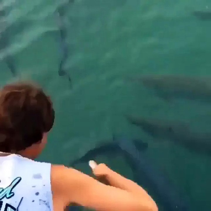 Un énorme Tarpon (poisson) avale le bras d'un homme