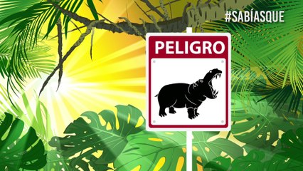 Rayos, cocos, hipopótamos, tiburones… ¿Quién mata más personas al año?