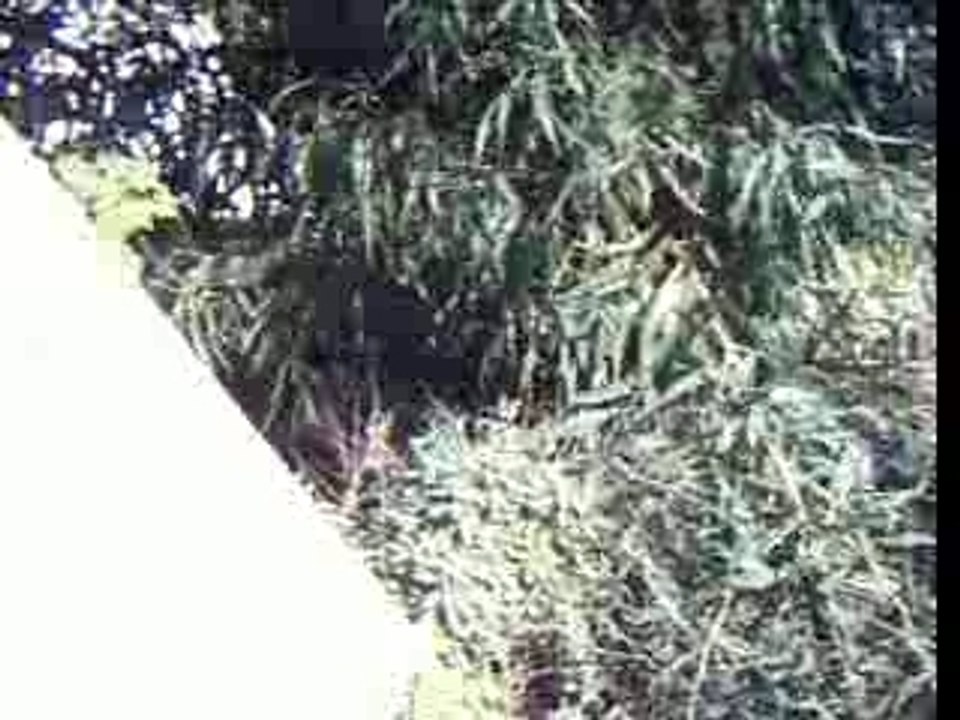 Zetrader Tunisie sidi bou saïd la marsa septembre 2005