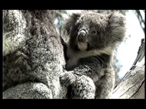 林隆璇 Kevin Lin - 恆星 (官方版MV)