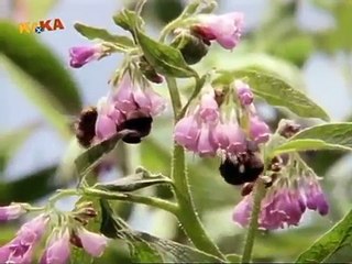 Löwenzahn Classics 101 Biene im Pelz