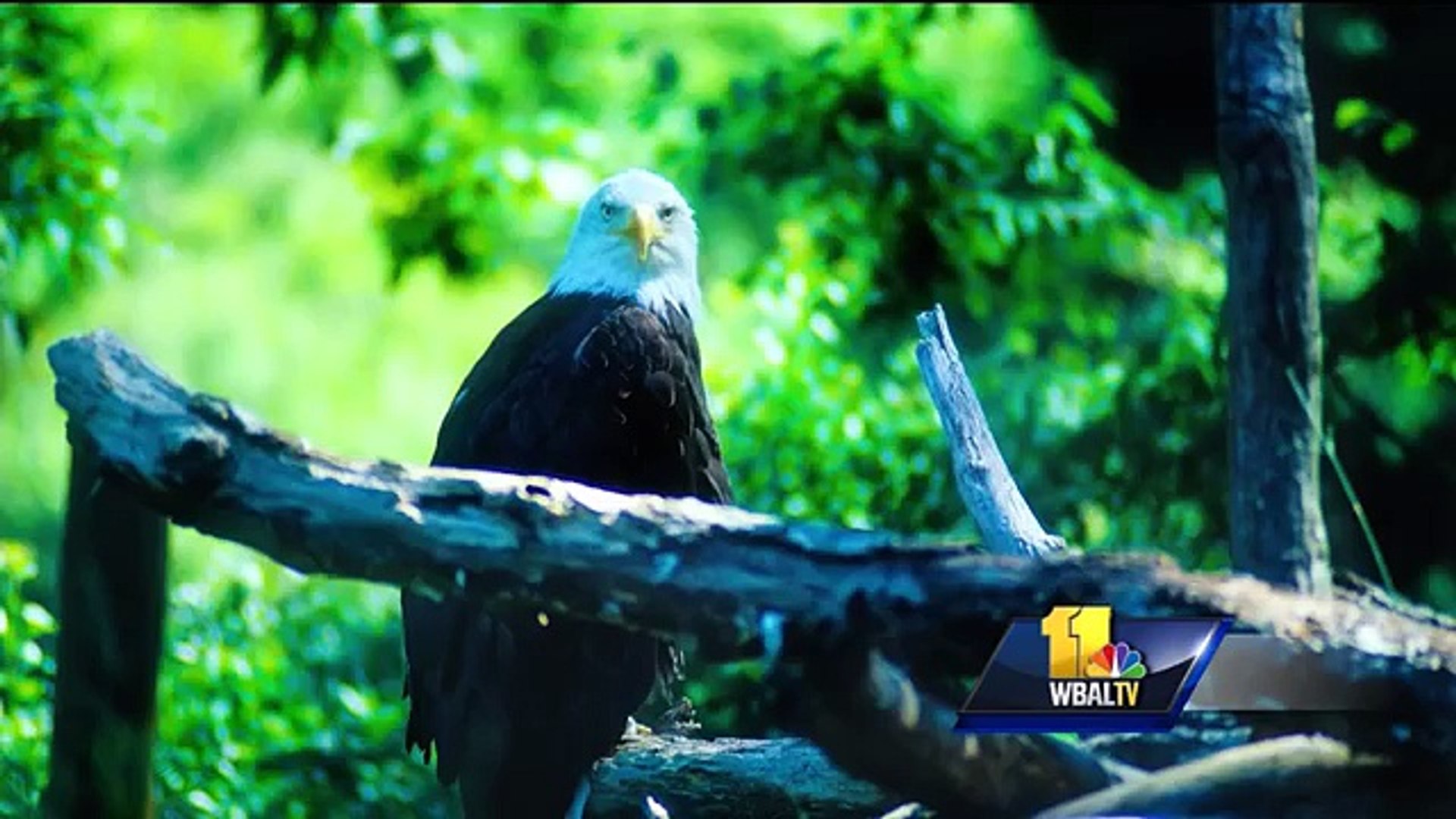 $10K reward offered after cluster of bald eagles discovered dead