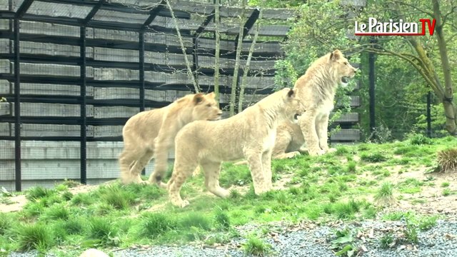 Les lionceaux du parc zoologique de Paris fêtent leur premier anniversaire