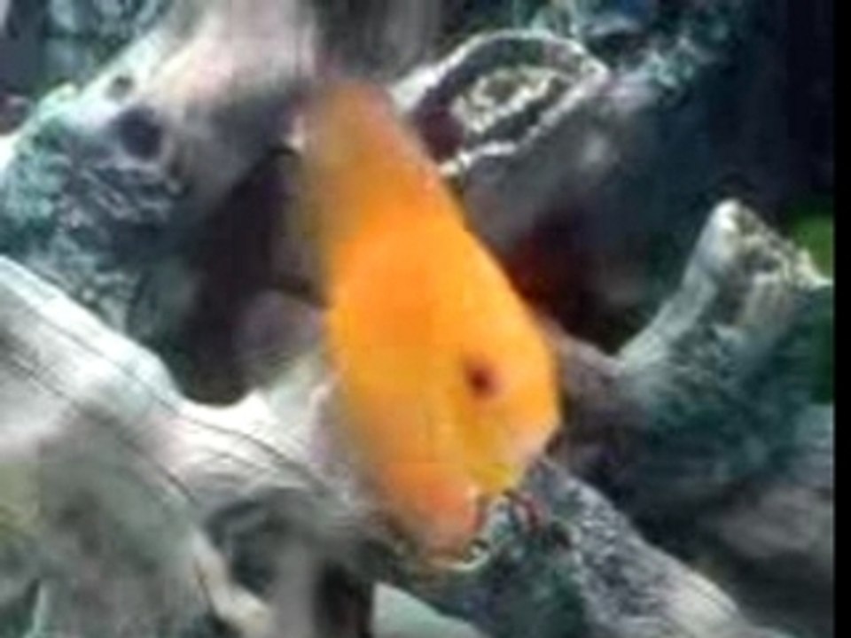 MOV00096