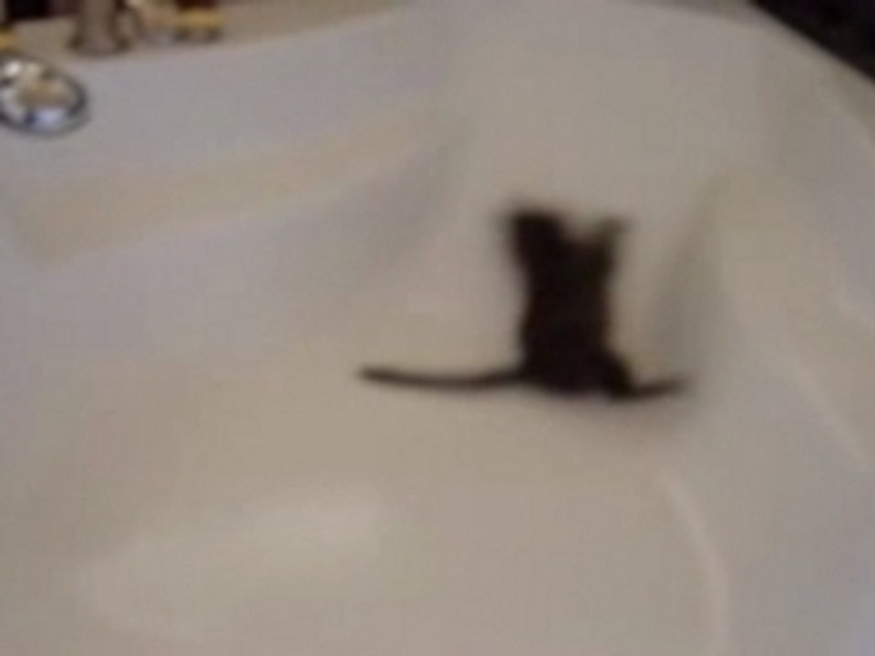 Cachou dans la baignoire_0001