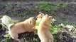 Cute Puppies eating