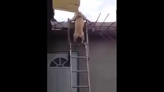 Very Genius Dog like human