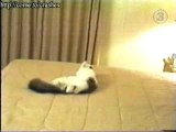 Funny Videos - Animals - cat scared shitless jumps into wall