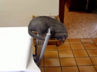 Cachou acrobate_0001