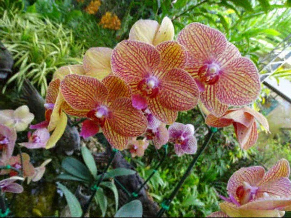 Les orchidees 2016-2