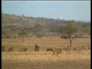 Pub Charal - Le Guépard