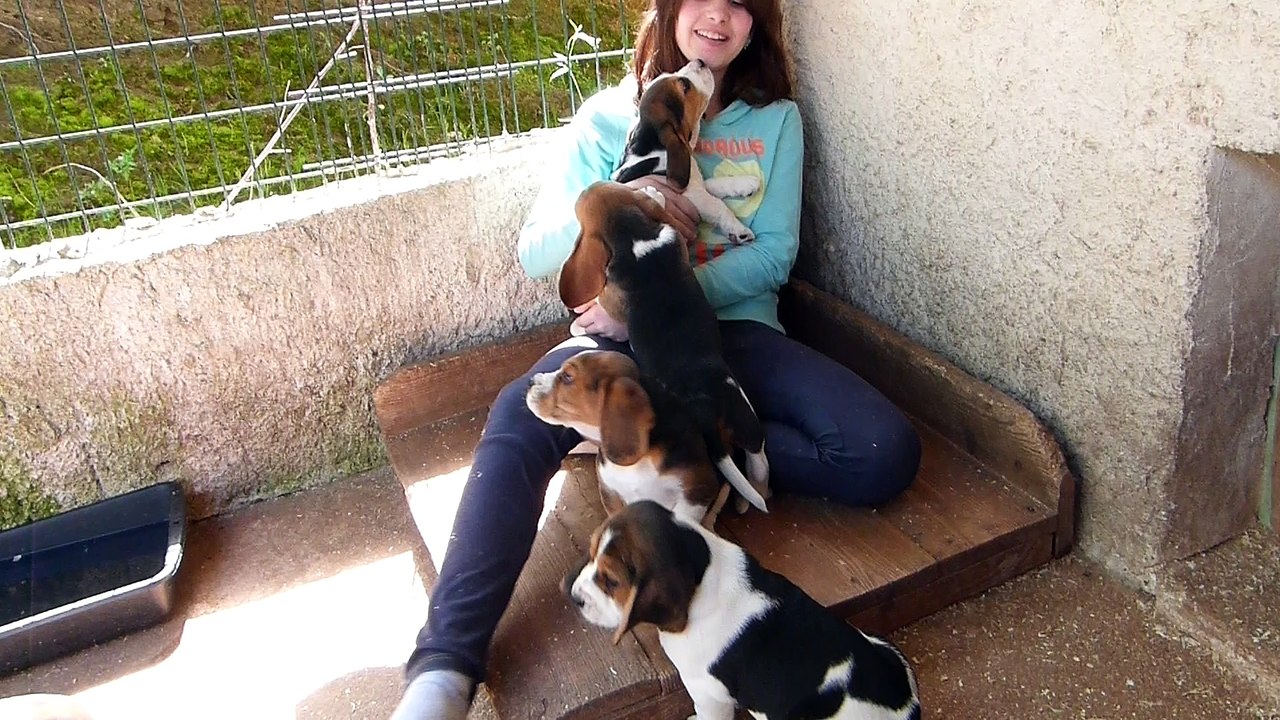 Adeline et les chiots de Gamine des collines Mimetaine