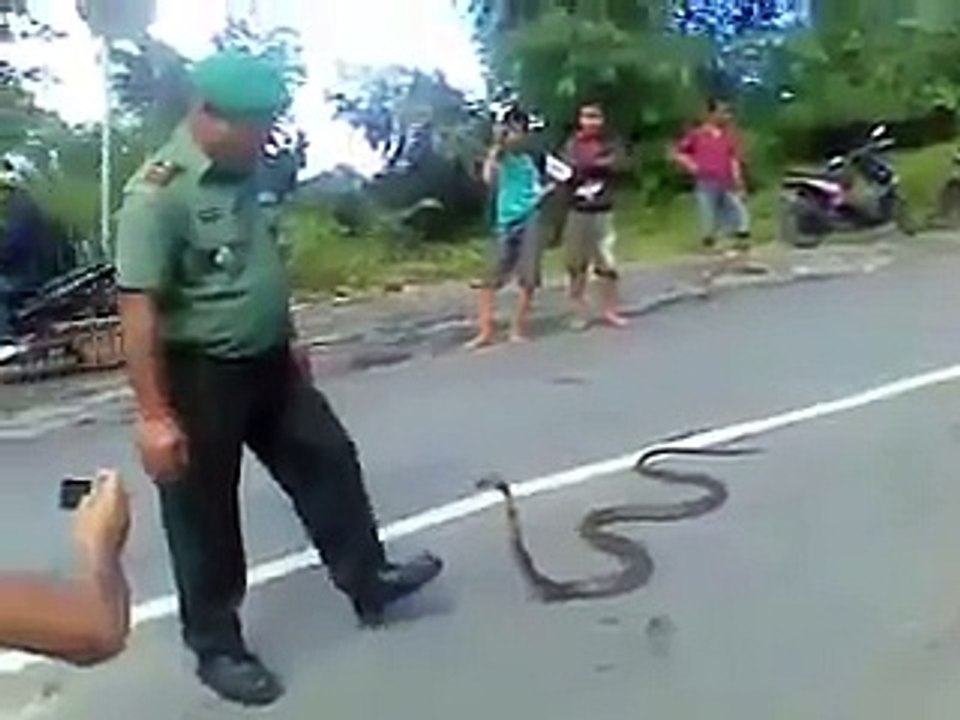Tentara Pemberani (Bermain Dengan Ular Cobra)