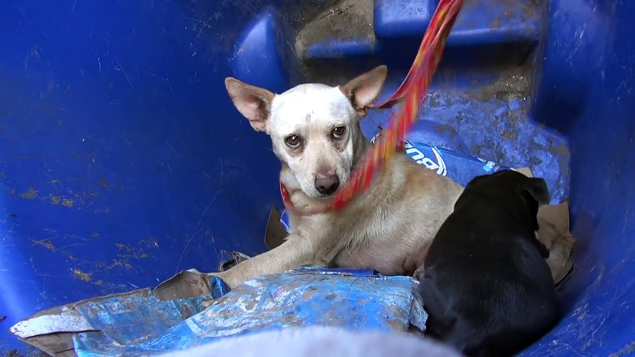 Hope For Paws rescues a mom and a puppy living in a trash can. Please share