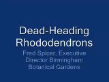 Rhododendron deadheading