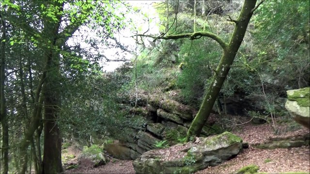 la musique du petit prince les oiseaux le vert des arbres le calme bref: le breuil du chene