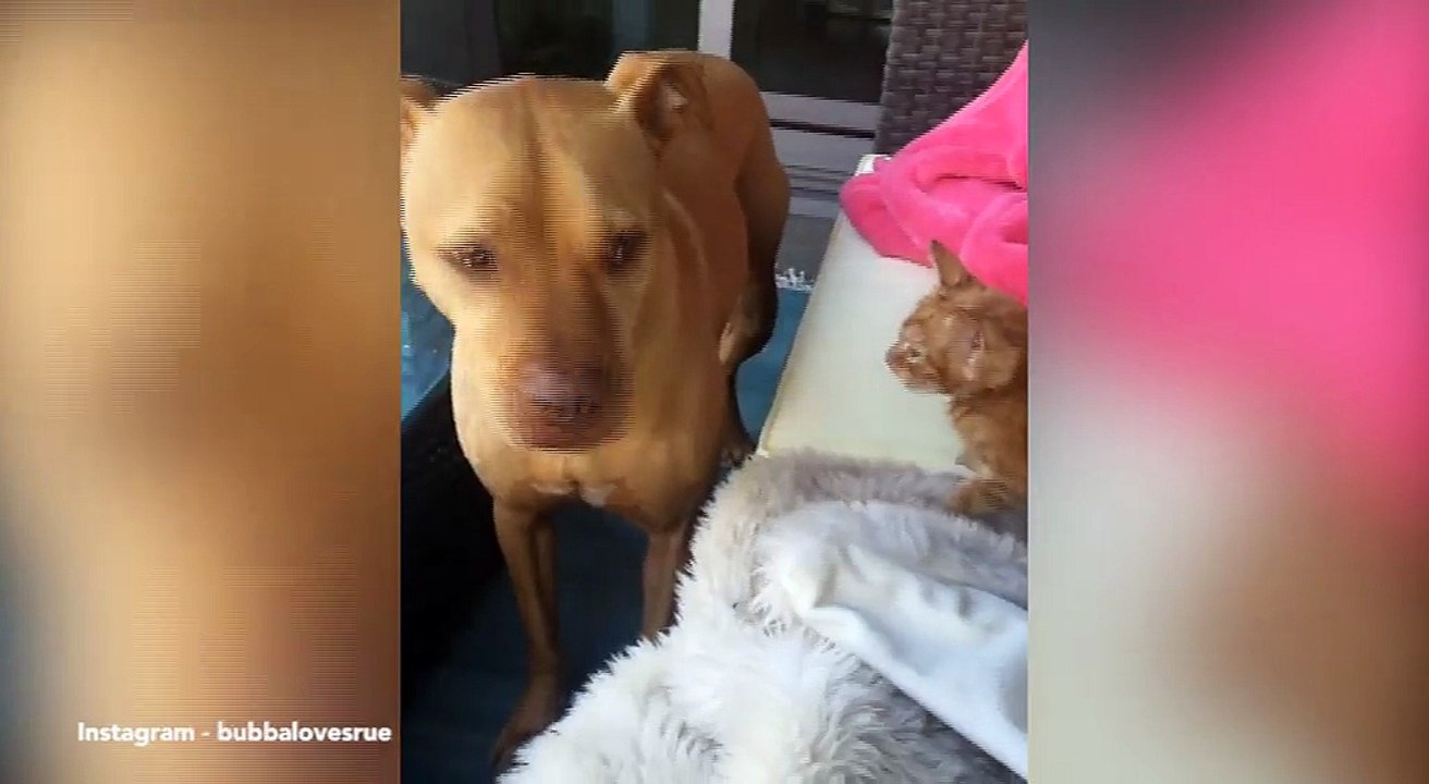 Adorable moment rescue pitbull wont stop licking tiny kitten _ Daily Mail Online