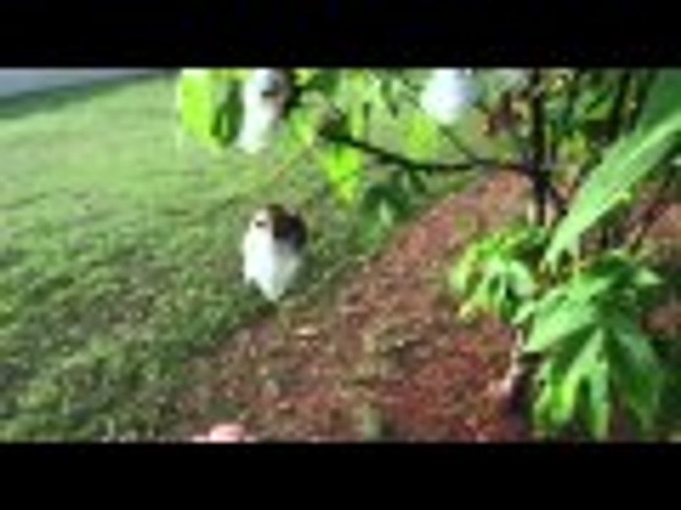 Guam Cotton