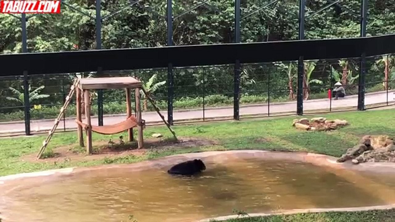 Sauvé d'une ferme à bile, un ours saute de joie en retrouvant sa liberté.