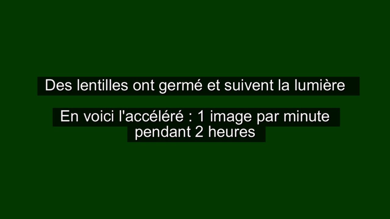 Graines de lentilles (timelapse)