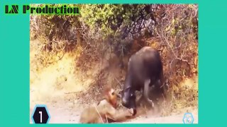 Biggest wild animal fights - CRAZIEST Animals Attack Caught - Crazy animal attack, animal fight #5