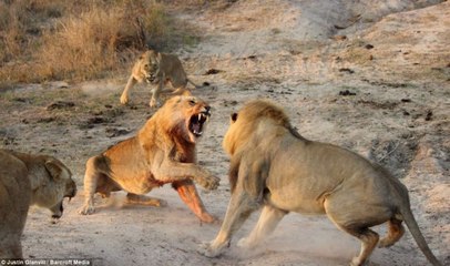 FOUR MEN LİONS ATTACKS MEN LİON